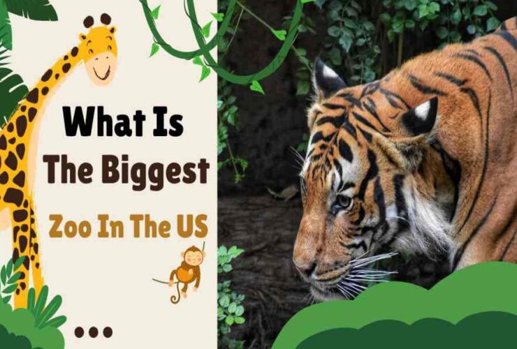 What Is The Biggest Zoo In The US