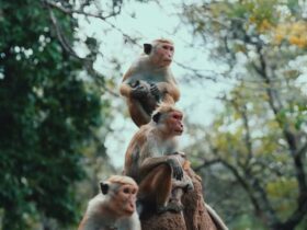 How Many Wild Monkeys In Florida